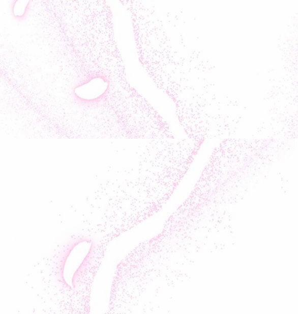 [18+] Phòng Ngủ Bí Mật Của Công Chúa Bị Bỏ Rơi 65.1 trang 12