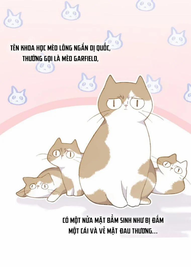 Cà Phê Mèo Phục Thù Ký 1 trang 41