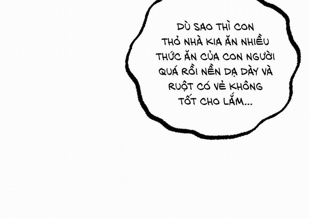 Đàn Thỏ Của Habibi 20 trang 43