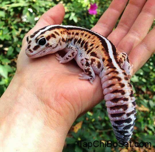 Hachuurui-Chan Wa Natsukanai 5 trang 10