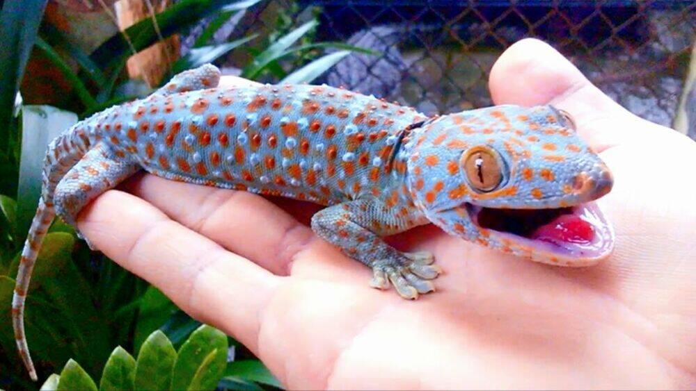 Hachuurui-Chan Wa Natsukanai 5 trang 12