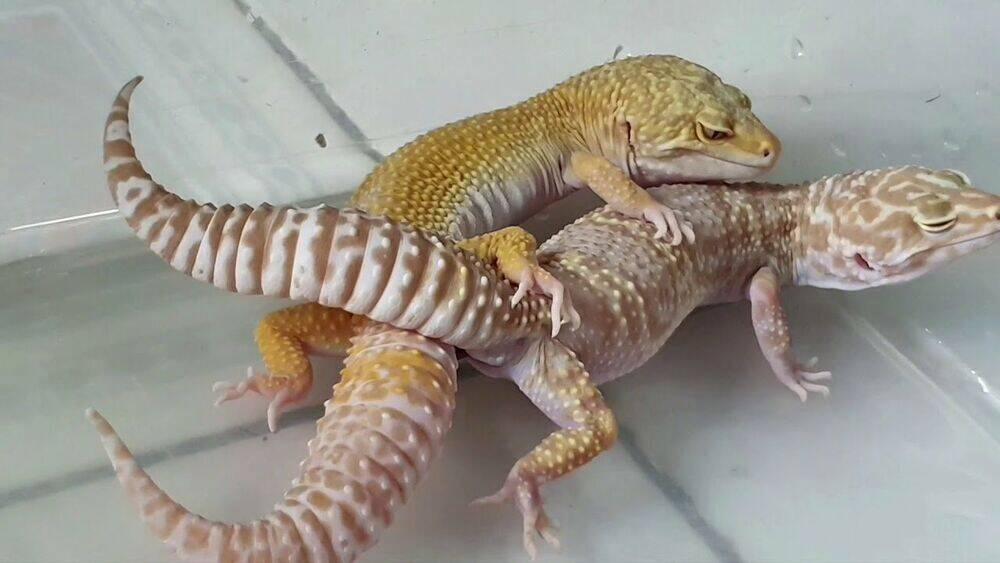 Hachuurui-Chan Wa Natsukanai 9 trang 8