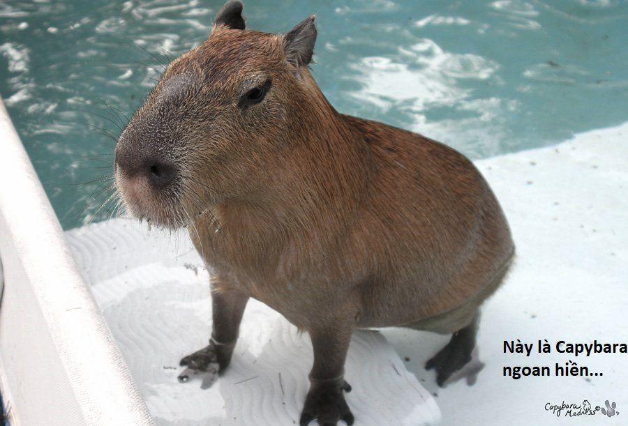 Không Xóa Sổ Con Người Được!! 3.2 trang 11