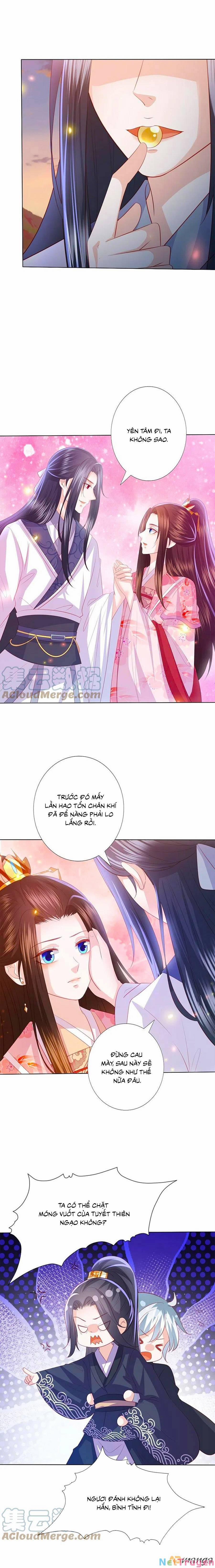 Phượng Hoàng Thác: Chuyên Sủng Khí Thê 244 trang 6
