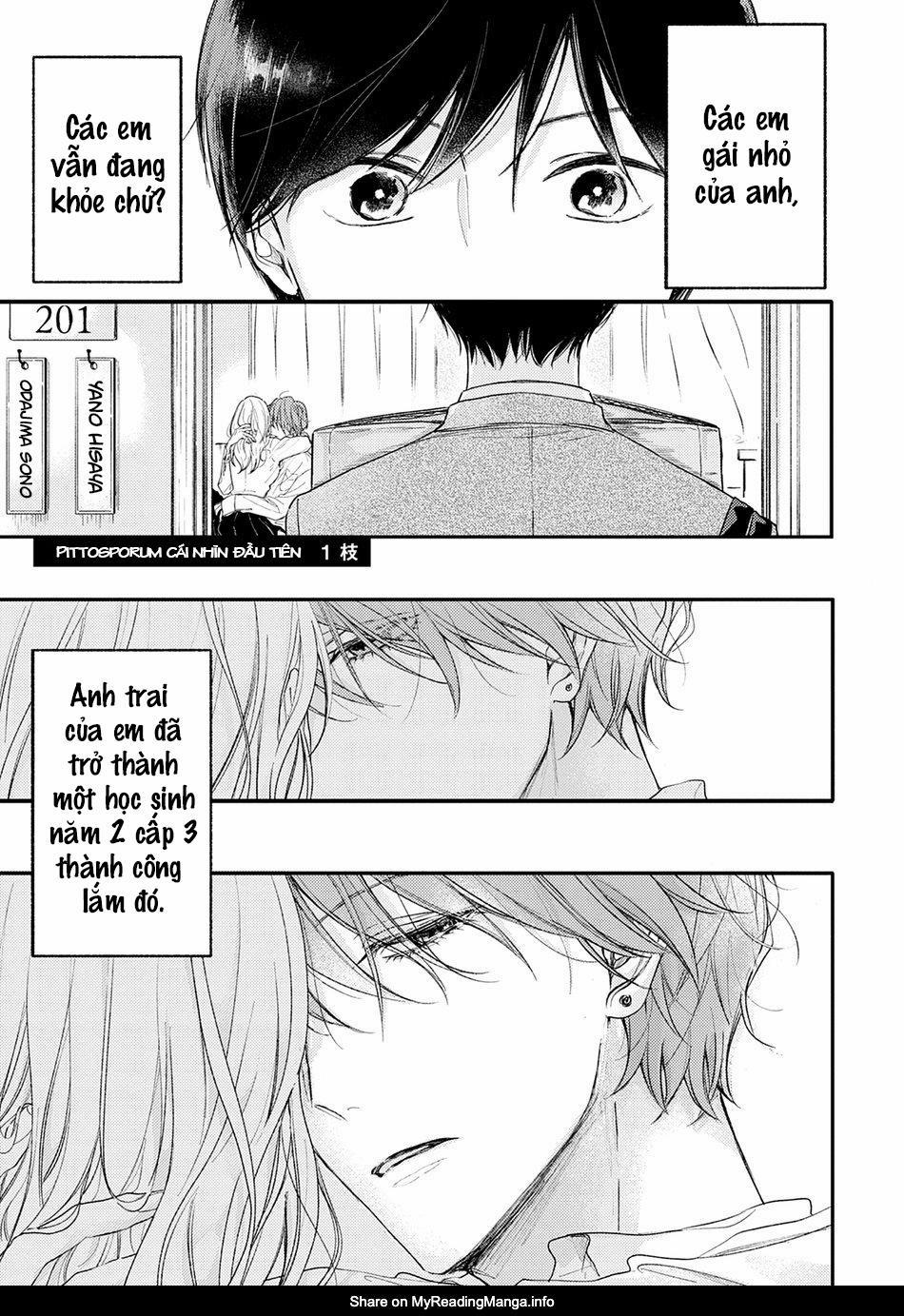 Pittosporum 1 trang 3