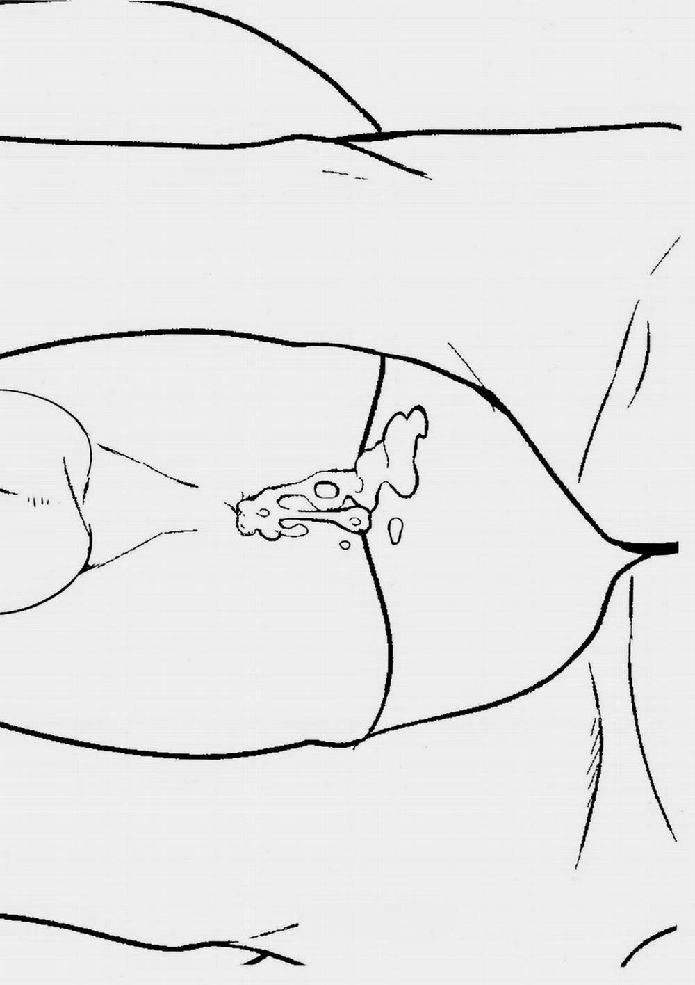 Pittosporum 24 trang 13